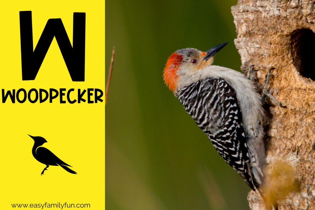 in post image with yellow background, bold letter W, name of animal that starts with W and an image of a woodpecker