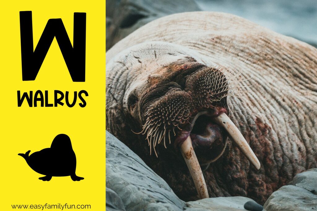 in post image with yellow background, bold letter W, name of animal that starts with W and an image of a walrus