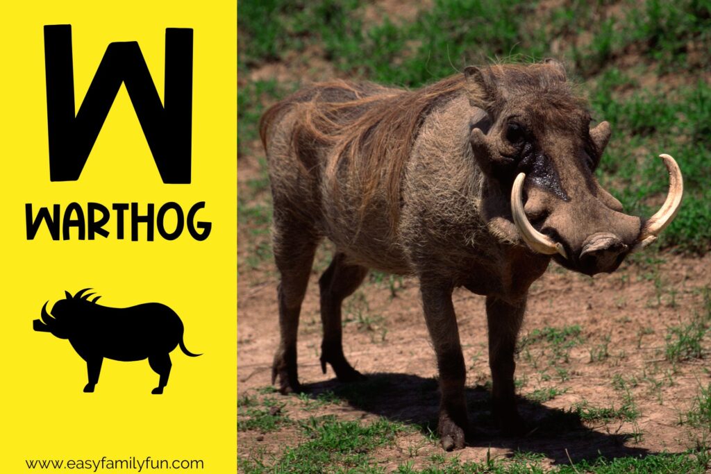 in post image with yellow background, bold letter W, name of animal that starts with W and an image of a warthog