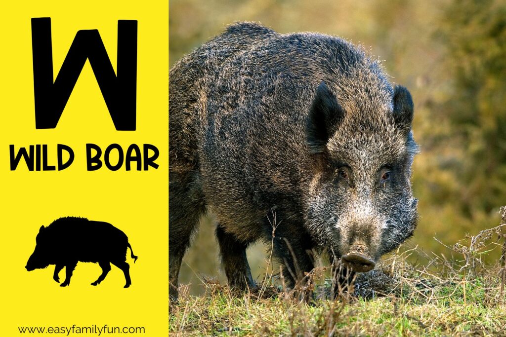 in post image with yellow background, bold letter W, name of animal that starts with W and an image of a wild boar