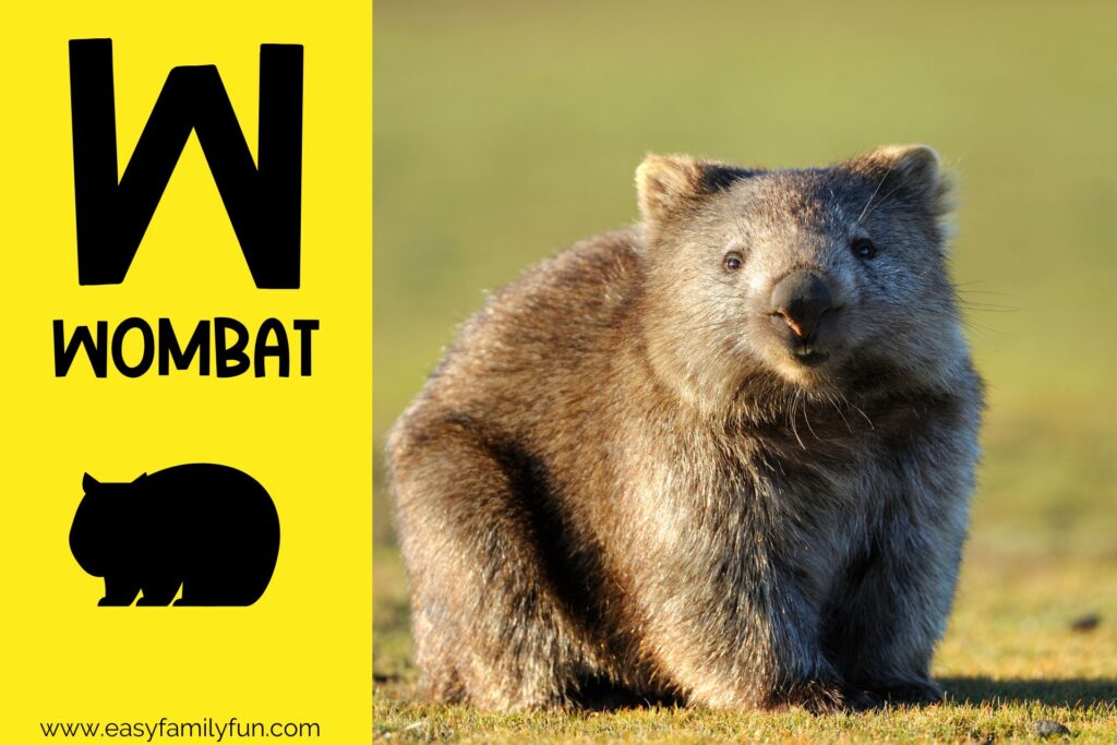 in post image with yellow background, bold letter W, name of animal that starts with W and an image of a wombat