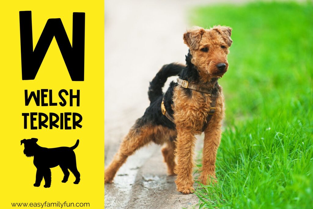 in post image with yellow background, bold letter W, name of animal that starts with W and an image of a welsh terrier