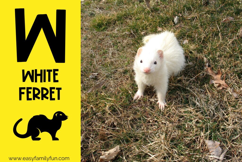 in post image with yellow background, bold letter W, name of animal that starts with W and an image of a white ferret