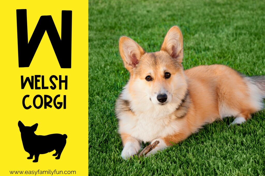 in post image with yellow background, bold letter W, name of animal that starts with W and an image of a welsh corgi