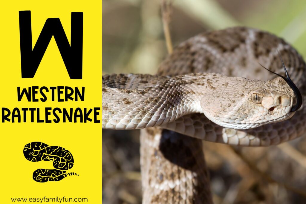 in post image with yellow background, bold letter W, name of animal that starts with W and an image of a western rattesnake