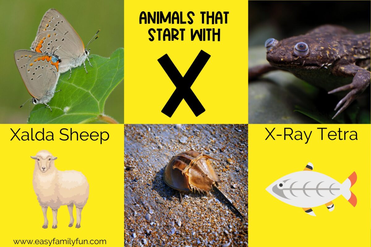 24 X-Citing Animals that Start with X