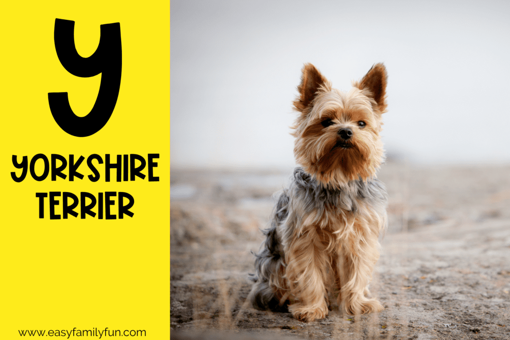 in post image with yellow background, bold letter "Y", name of animal that starts with Y and an image of a yorkshire terrier