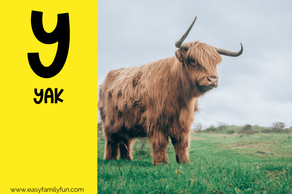 in post image with yellow background, bold letter "Y", name of animal that starts with Y and an image of a yak