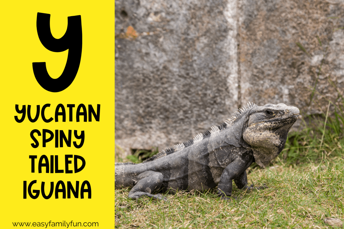 31 Amazing Animals That Start With Y 31-amazing-animals-that-start-with-y