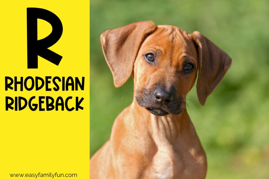in post image with yellow background, large letter R, name of an animal that starts with R and an image of a Rhodesian Ridgeback