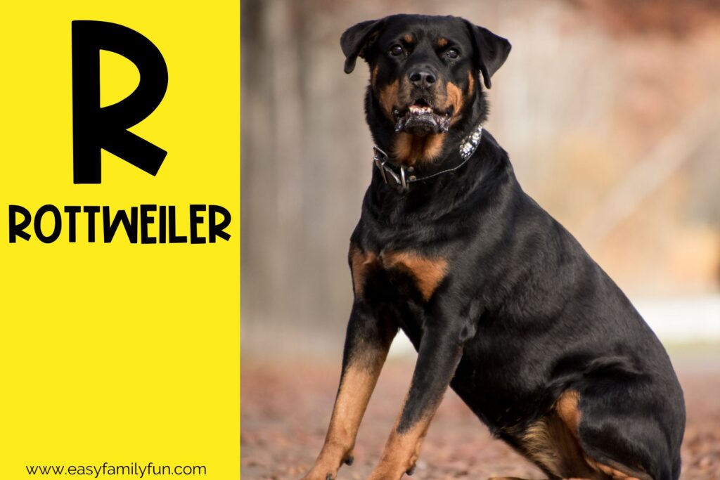 in post image with yellow background, large letter R, name of an animal that starts with R and an image of a Rottweiler