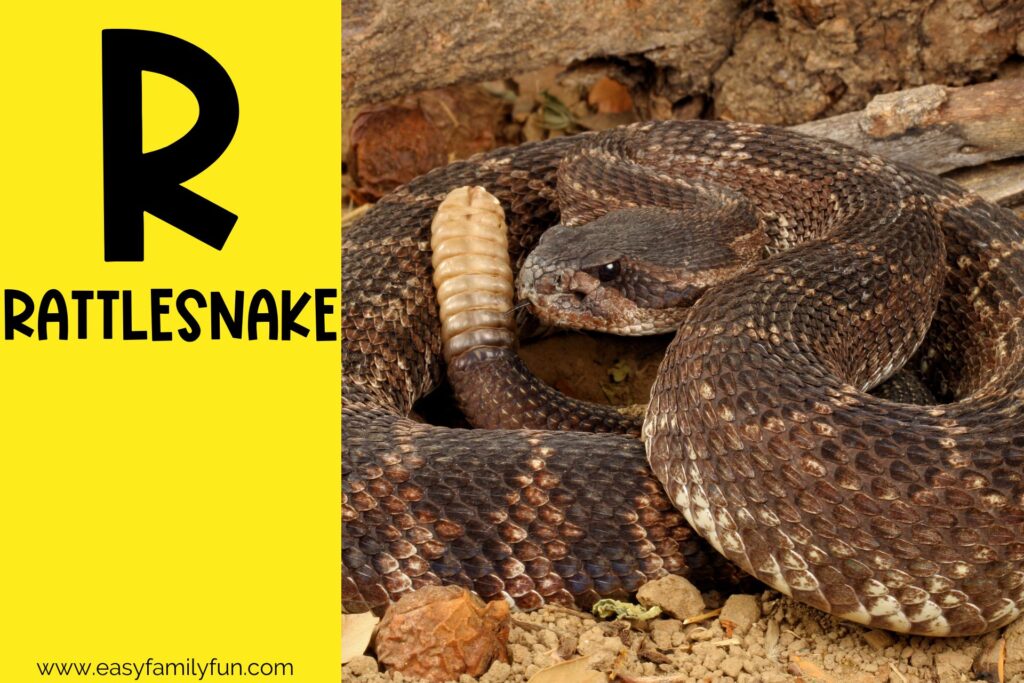 in post image with yellow background, large letter R, name of an animal that starts with R and an image of a Rattlesnake