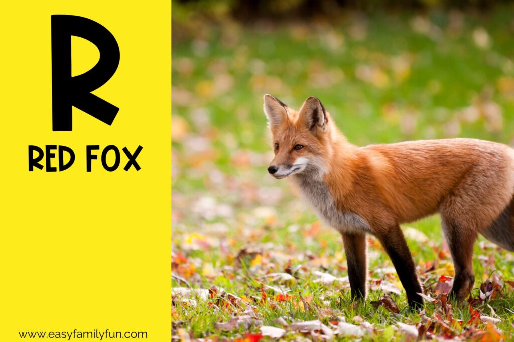 in post image with yellow background, large letter R, name of an animal that starts with R and an image of a Red Fox