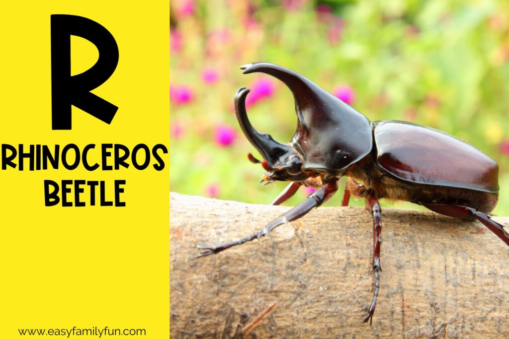 in post image with yellow background, large letter R, name of an animal that starts with R and an image of a Rhinoceros Beetle