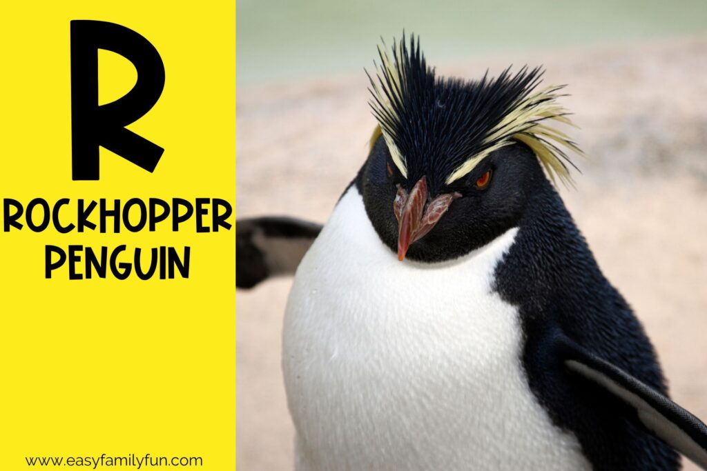 in post image with yellow background, large letter R, name of an animal that starts with R and an image of a Rockhopper Penguin