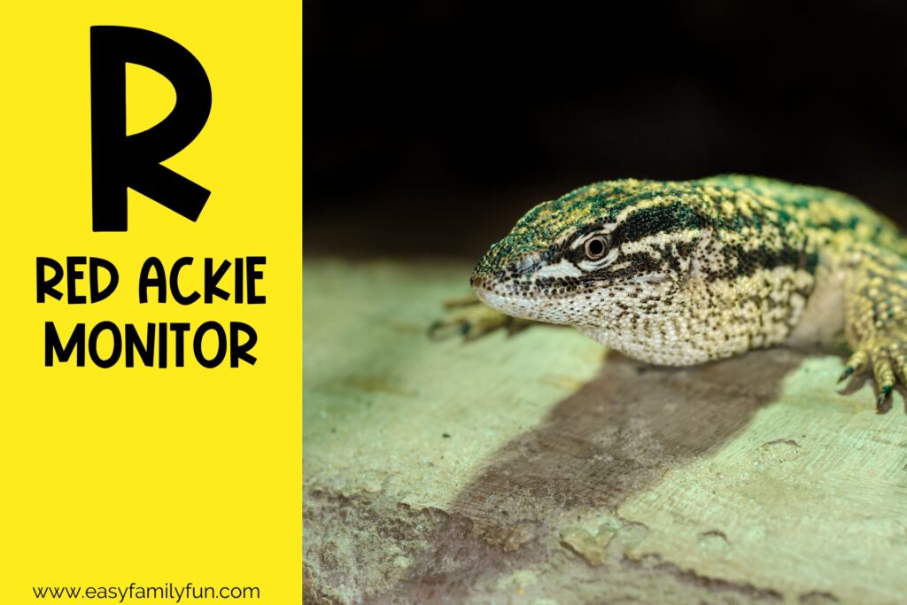 in post image with yellow background, large letter R, name of an animal that starts with R and an image of a Red Ackie Monitor