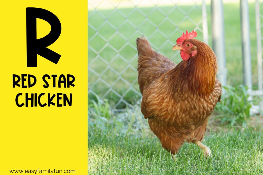 in post image with yellow background, large letter R, name of an animal that starts with R and an image of a Red Star Chicken