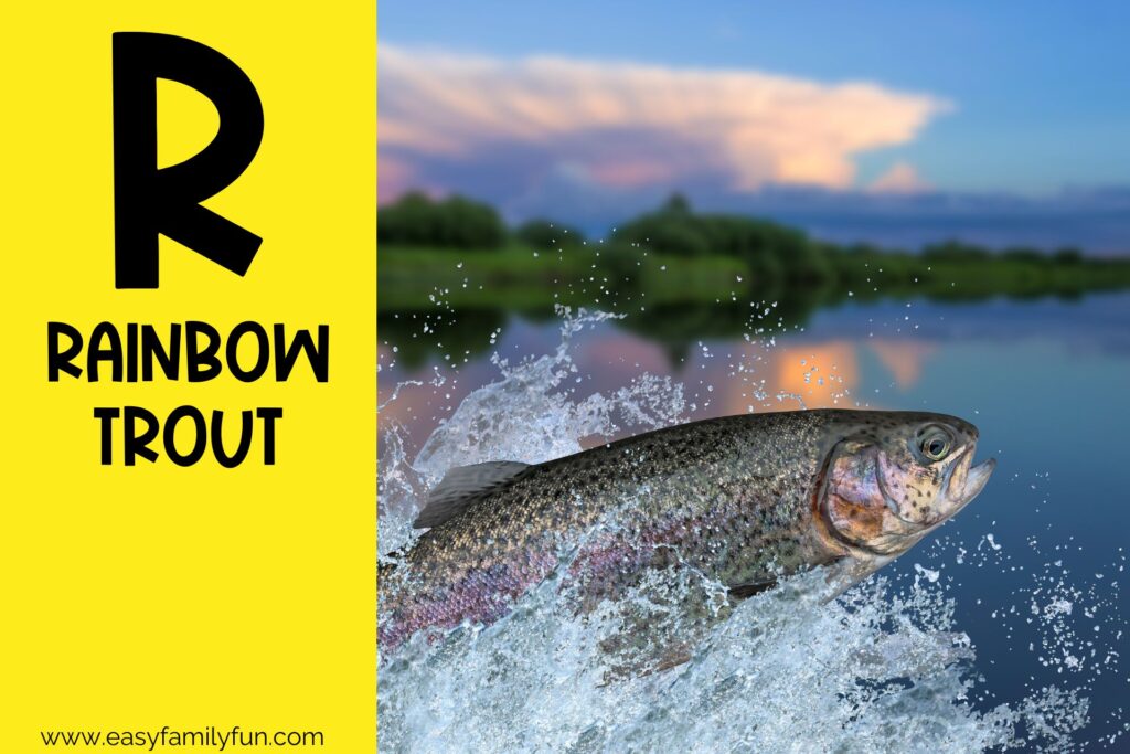 in post image with yellow background, large letter R, name of an animal that starts with R and an image of a Rainbow Trout