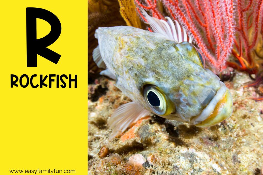in post image with yellow background, large letter R, name of an animal that starts with R and an image of a Rockfish