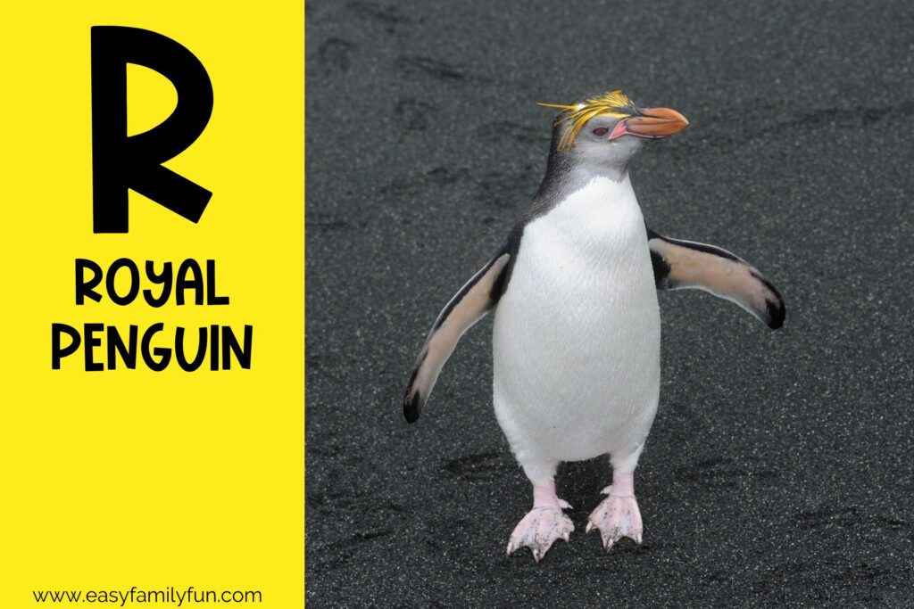 in post image with yellow background, large letter R, name of an animal that starts with R and an image of a Royal Penguin