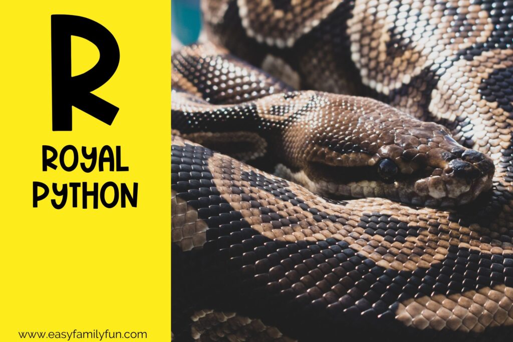 in post image with yellow background, large letter R, name of an animal that starts with R and an image of a Royal Python