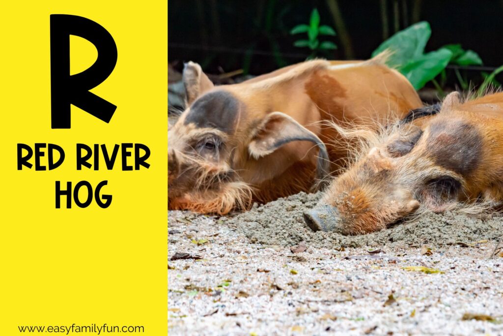 in post image with yellow background, large letter R, name of an animal that starts with R and an image of a Red River Hog