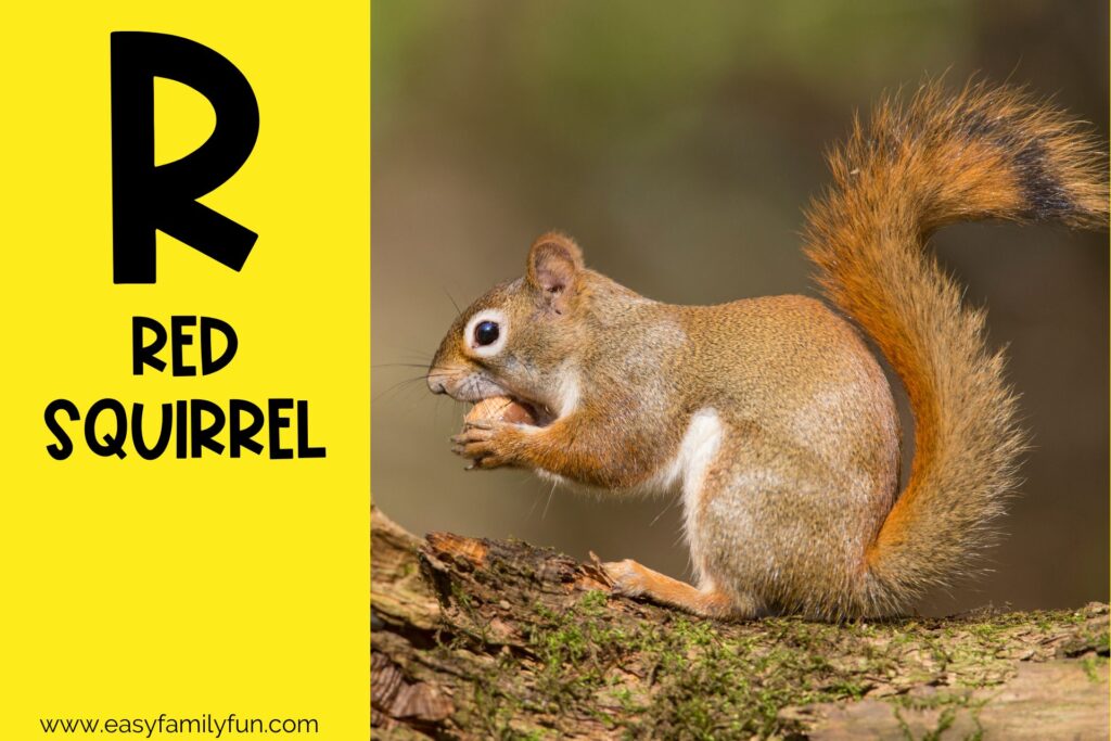 in post image with yellow background, large letter R, name of an animal that starts with R and an image of a Red Squirrel