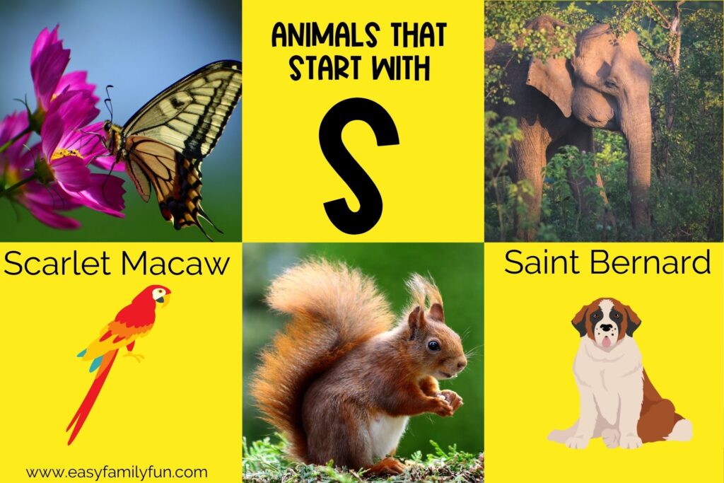 featured image with yellow background, bold title that says "Animals that Start with S" and images of animals that start with S. 
