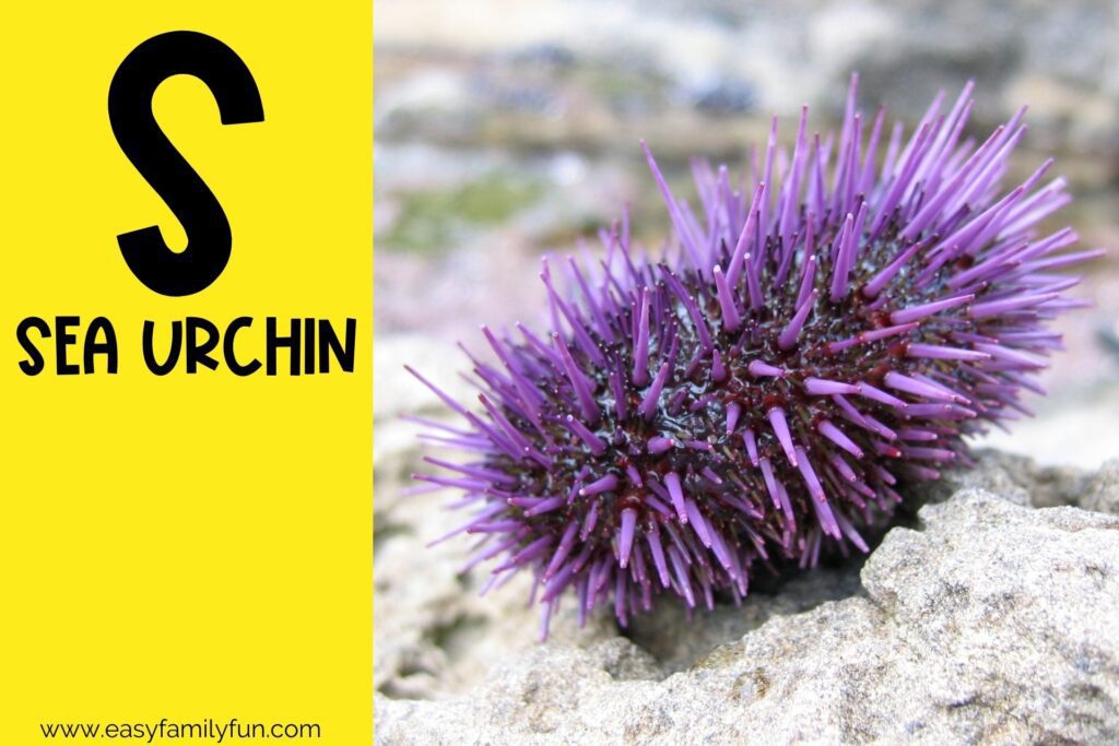 in post image with yellow background, bold letter S, name of an animal that starts with S and an image of a Sea Urchin