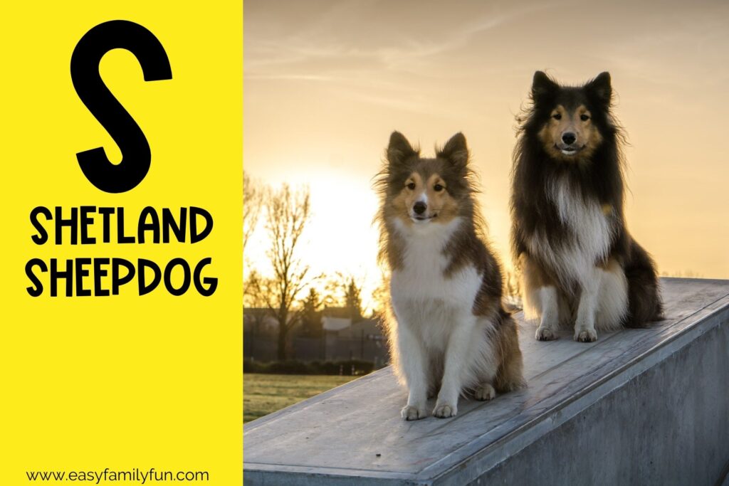 in post image with yellow background, bold letter S, name of an animal that starts with S and an image of a Shetland Sheepdog