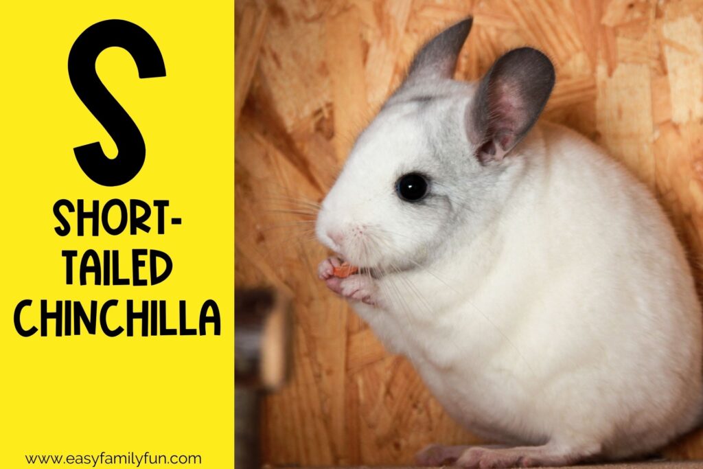 in post image with yellow background, bold letter S, name of an animal that starts with S and an image of a Short-tailed Chinchilla