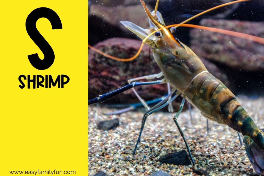 in post image with yellow background, bold letter S, name of an animal that starts with S and an image of a Shrimp