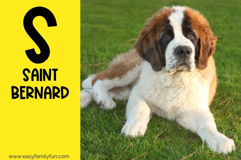 in post image with yellow background, bold letter S, name of an animal that starts with S and an image of a Saint Bernard