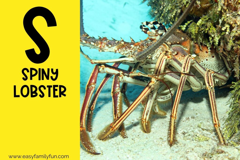 in post image with yellow background, bold letter S, name of an animal that starts with S and an image of a Spiny Lobster