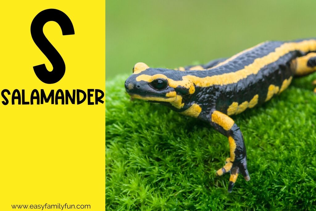 in post image with yellow background, bold letter S, name of an animal that starts with S and an image of a Salamander