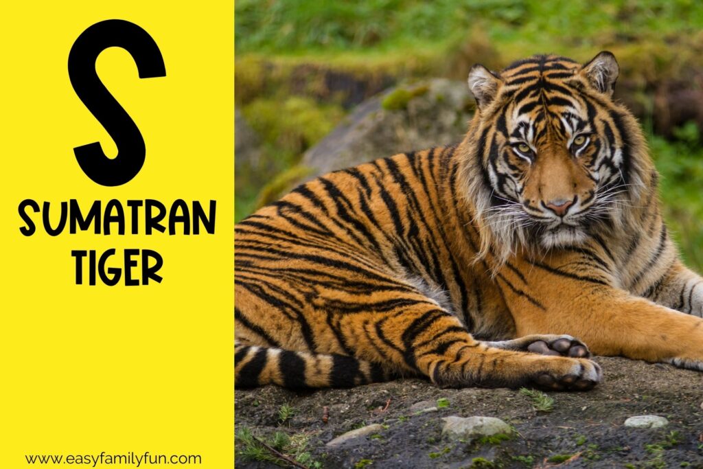 in post image with yellow background, bold letter S, name of an animal that starts with S and an image of the animal