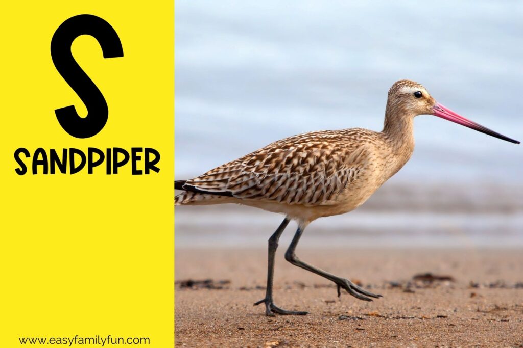 in post image with yellow background, bold letter S, name of an animal that starts with S and an image of a Sandpiper