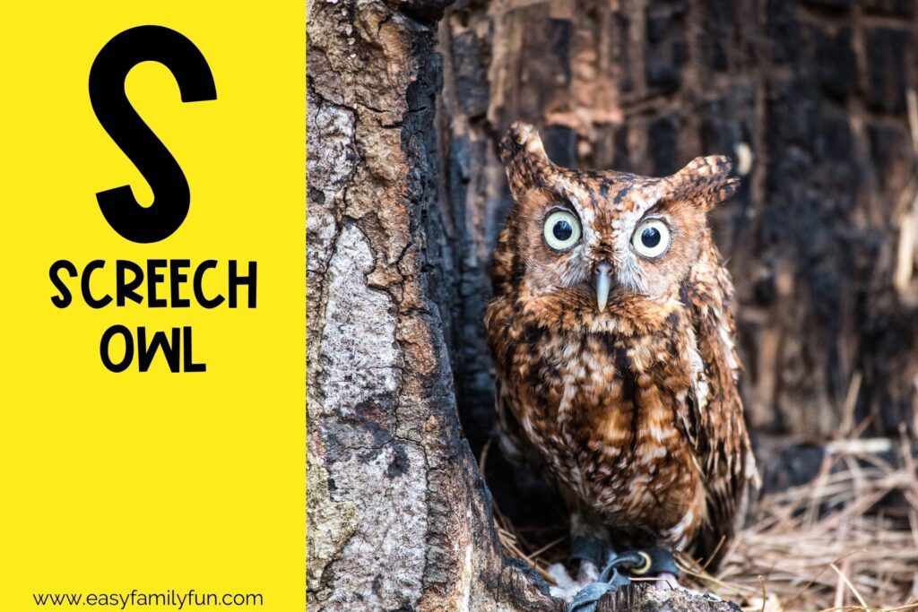 in post image with yellow background, bold letter S, name of an animal that starts with S and an image of a Screech Owl