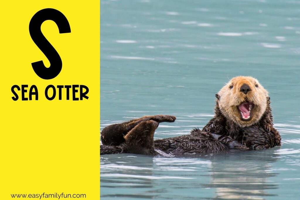 in post image with yellow background, bold letter S, name of an animal that starts with S and an image of a Sea Otter