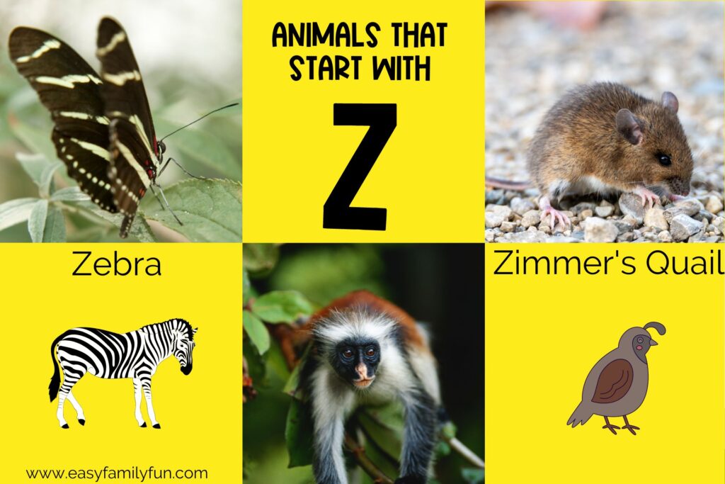 How Many Animals Names Start With Z