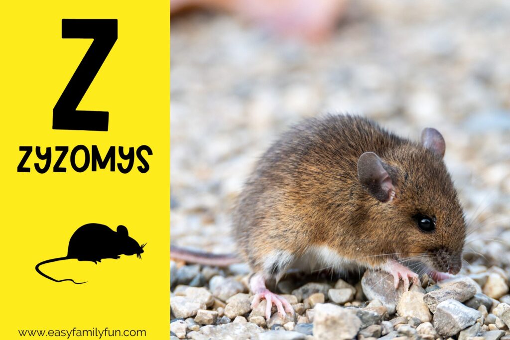in post image with yellow background, large letter Z, animal that starts with Z and a title that says "Zyzomys"