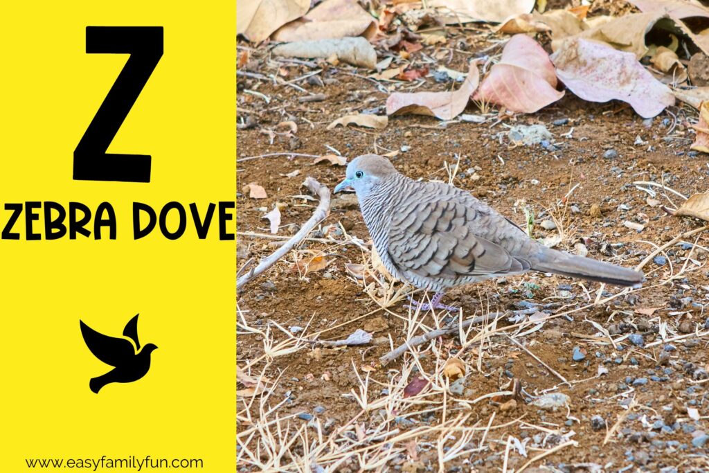 in post image with yellow background, large letter Z, animal that starts with Z and a title that says "Zebra Dove"