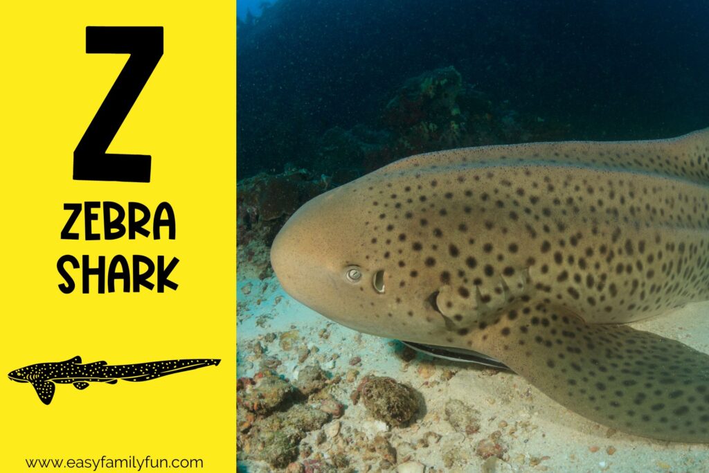 in post image with yellow background, large letter Z, animal that starts with Z and a title that says "Zebra Shark"