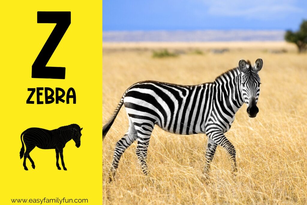 in post image with yellow background, large letter Z, animal that starts with Z and a title that says "Zebra"