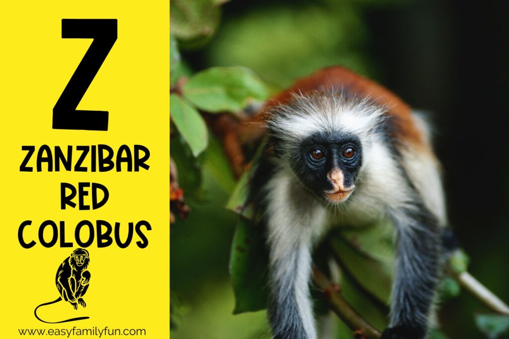in post image with yellow background, large letter Z, animal that starts with Z and a title that says "Zanzibar Red Colobus"