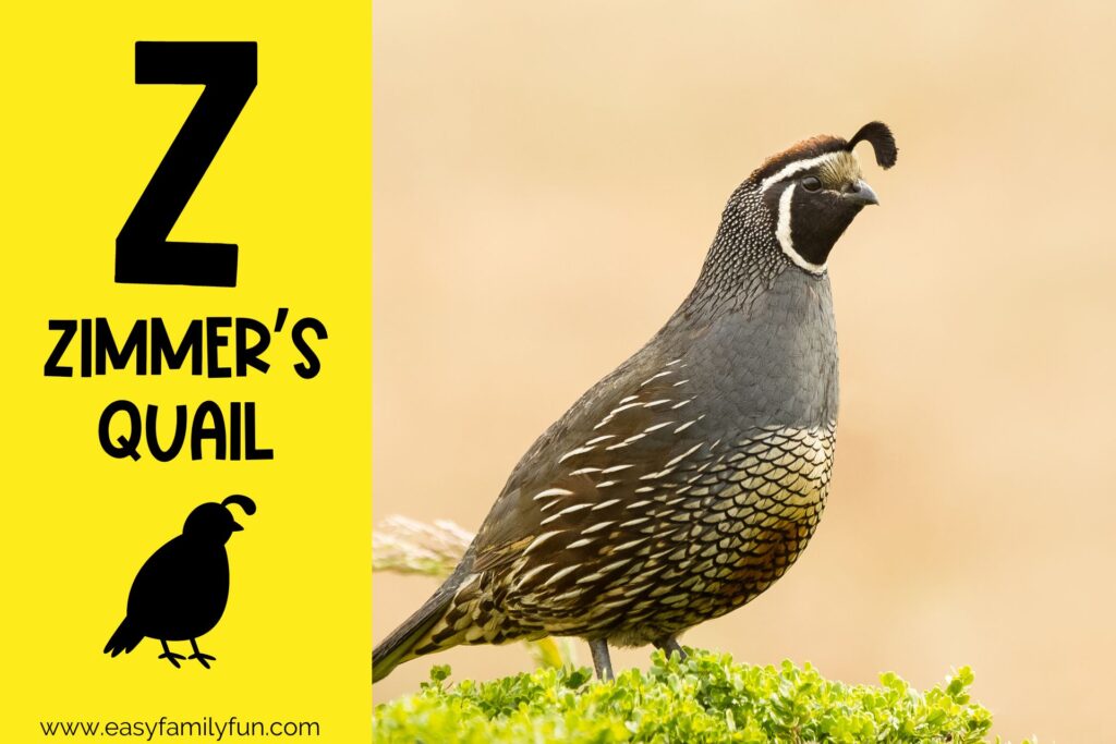 in post image with yellow background, large letter Z, animal that starts with Z and a title that says "Zimmer's Quail"