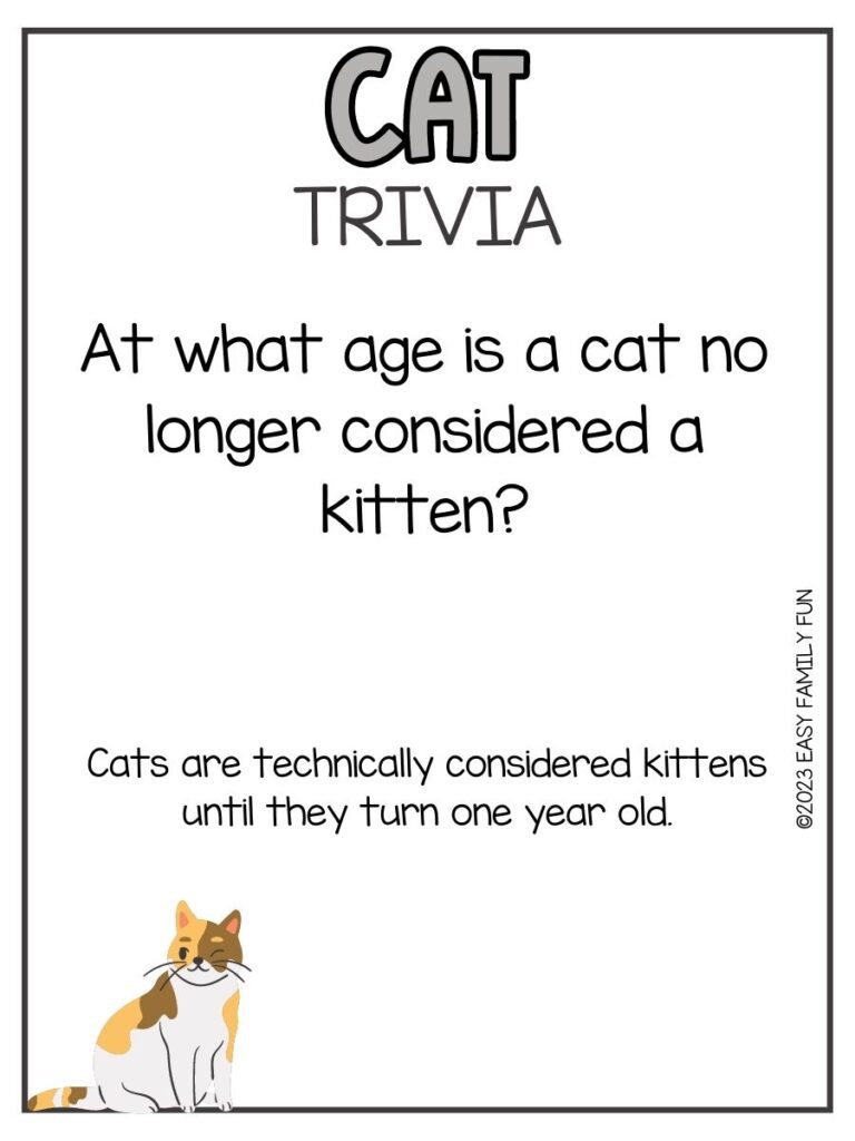 in post image with white background, grey border, grey title that says "Cat Trivia", text of a cat trivia question, and an image of a cat