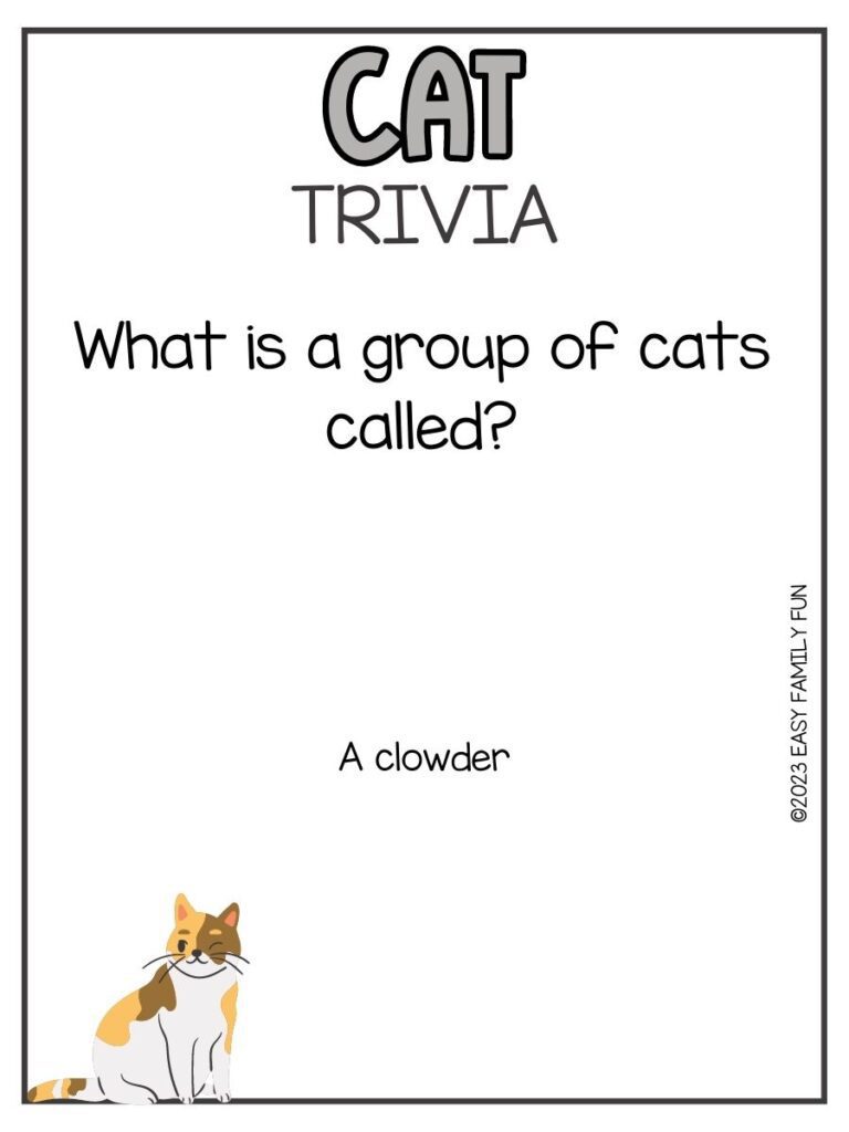 in post image with white background, grey border, grey title that says "Cat Trivia", text of a cat trivia question, and an image of a cat