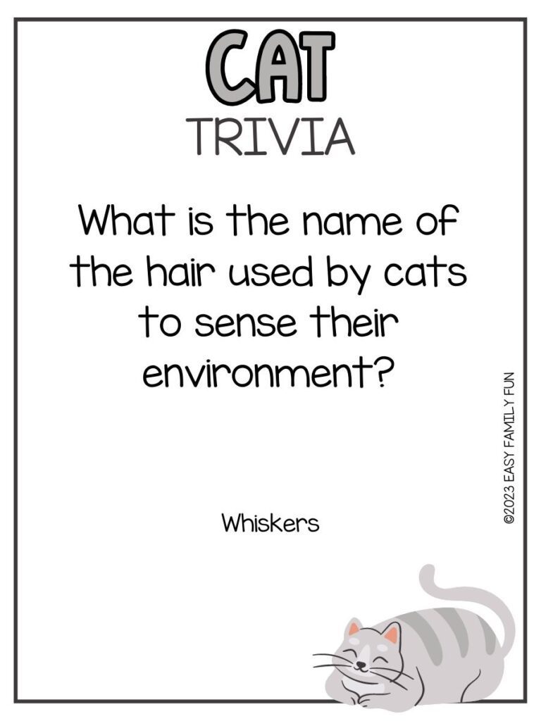 65 Captivating Cat Trivia Questions and Answers