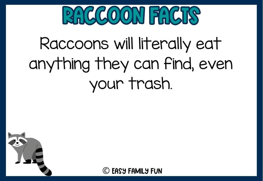 in post image with white background, dark blue border, bold teal title that says "Raccoon Facts", text of a fact about raccoons and an image of a raccoon